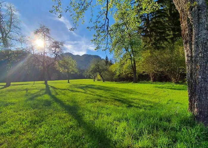 Nest וויסבריאך